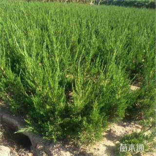 高度70厘米龙柏小苗