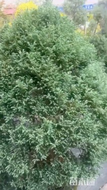 高度200厘米蓝色波尔瓦