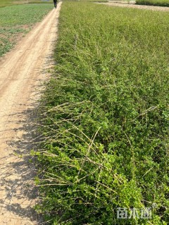 高度60厘米迎春花
