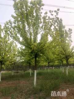 8公分金叶复叶槭