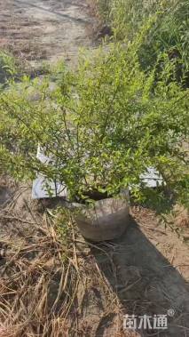 高度70厘米喷雪花