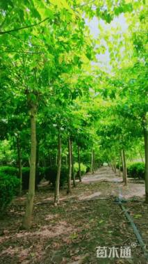 8公分金叶复叶槭