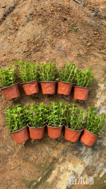 高度18厘米满天星