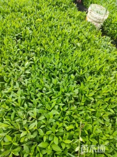 高度10厘米宿根福禄考