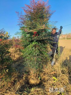 高度150厘米南天竹