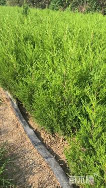 高度80厘米蜀桧