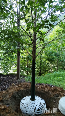 18公分乐昌含笑