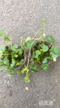 高度7厘米肾叶堇