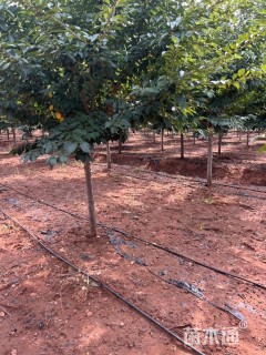 1.5公分染井吉野樱