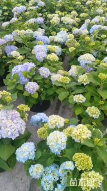 高度30厘米无尽夏绣球