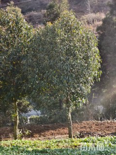 16公分红花木莲