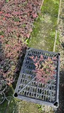 高度10厘米南天竹