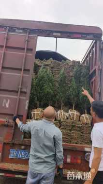 高度120厘米塔柏