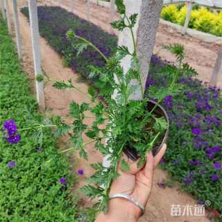 高度30厘米美女樱