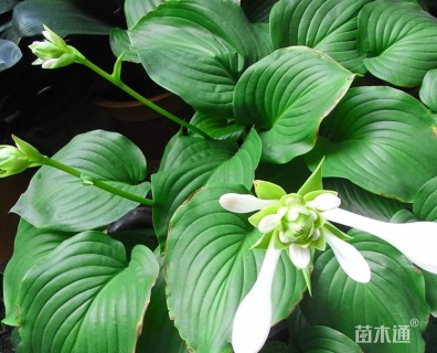 高度20厘米紫花玉簪