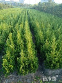高度60厘米桧柏