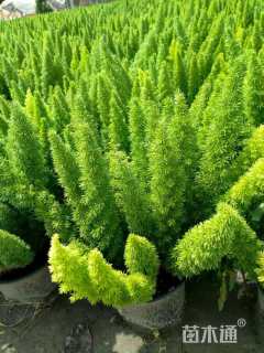 高度25厘米狐尾天门冬