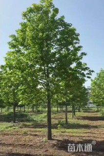 13公分北美枫香