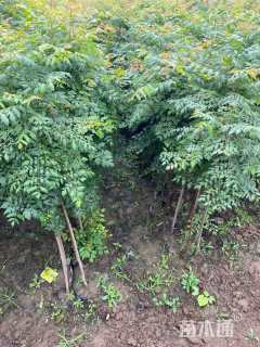 高度150厘米栾树小苗