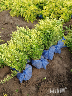 高度50厘米金叶女贞