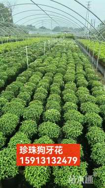 高度30厘米珍珠狗牙花