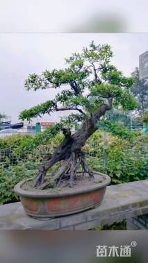 高度90厘米金弹子