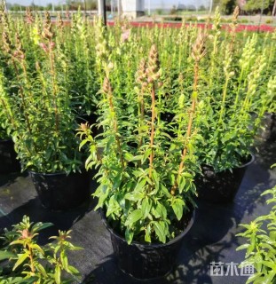 高度40厘米金鱼草