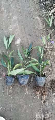 高度40厘米翠芦莉