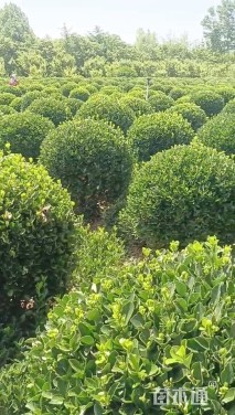 冠幅200厘米卫矛球