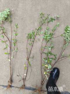 高度40厘米金丝桃小苗