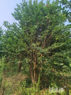 高度600厘米丛生紫薇