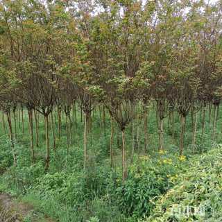 高度250厘米红花紫薇