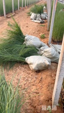 高度40厘米荻草