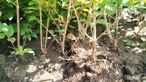 高度35厘米金叶女贞