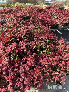 高度15厘米火焰南天竹