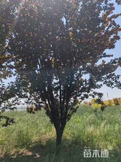 11公分紫叶稠李