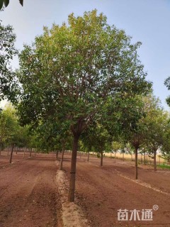 15公分大叶女贞