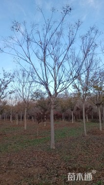20公分栾树