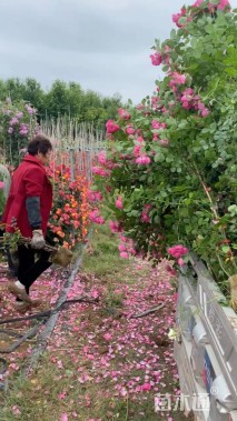 100厘米安吉拉月季