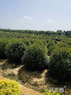 冠幅250厘米红叶石楠球