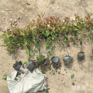 高度52厘米红叶石楠小苗