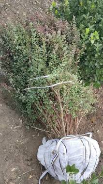 高度100厘米紫叶小檗