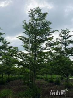 15公分小叶榄仁