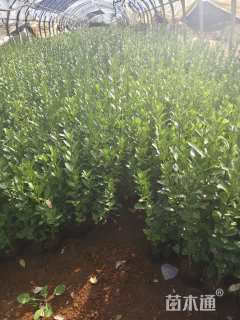 高度30厘米大叶黄杨