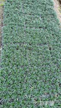 高度10厘米麦冬