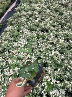 高度21厘米白雪木