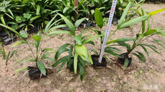 裸干高25厘米棕竹