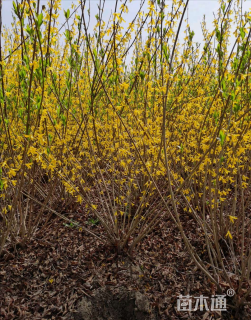 高度60厘米连翘
