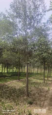 15公分大叶女贞