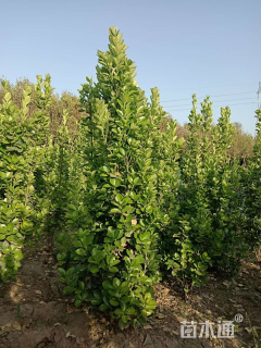高度200厘米北海道黄杨